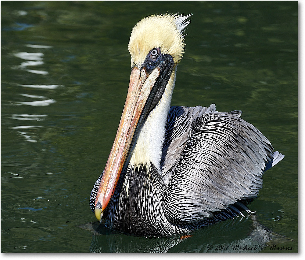 BrownPelican_LidoKey_2008Jan_08JA1544 copy