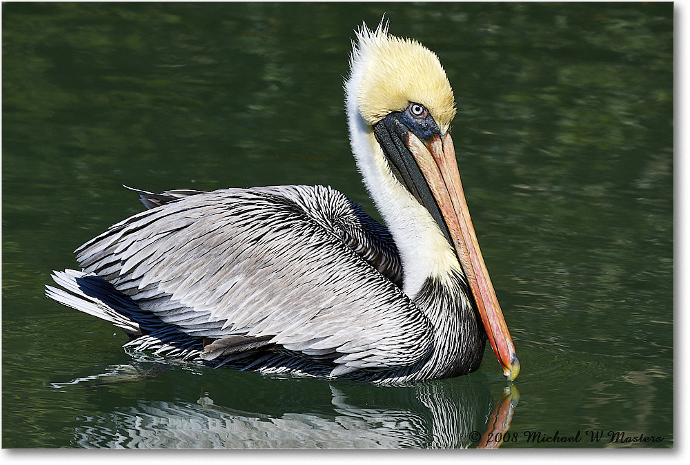 BrownPelican_LidoKey_2008Jan_08JA1586 copy
