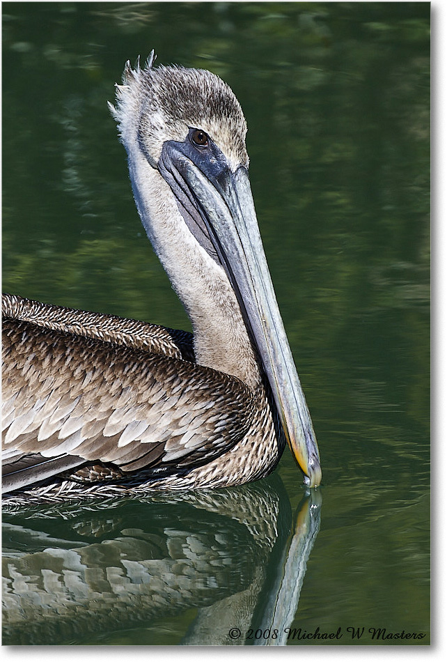 BrownPelican_LidoKey_2008Jan_08JA1754 copy