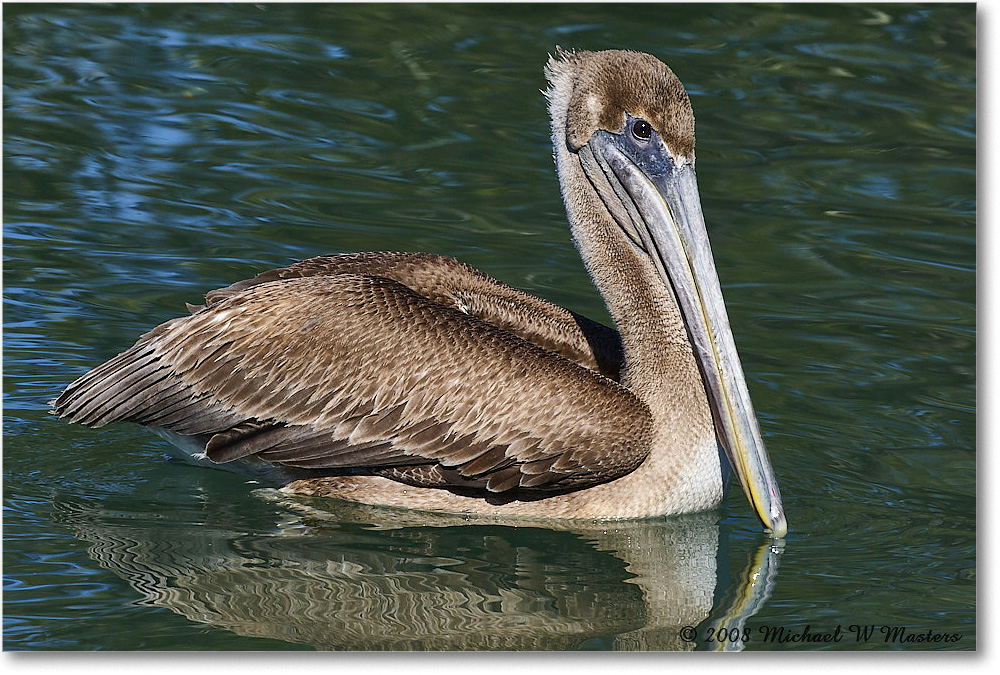 BrownPelican_LidoKey_2008Jan_08JA1822 copy