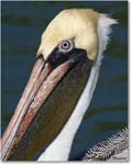 BrownPelican_LidoKey_2008Jan_08JA1178 copy