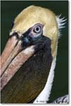 BrownPelican_LidoKey_2008Jan_08JA1212 copy
