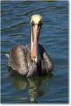 BrownPelican_LidoKey_2008Jan_08JA1227 copy