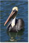 BrownPelican_LidoKey_2008Jan_08JA1229 copy