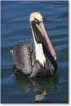 BrownPelican_LidoKey_2008Jan_08JA1232 copy