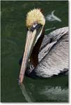 BrownPelican_LidoKey_2008Jan_08JA1456 copy