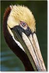 BrownPelican_LidoKey_2008Jan_08JA1504 copy
