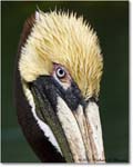 BrownPelican_LidoKey_2008Jan_08JA1509 copy