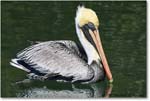 BrownPelican_LidoKey_2008Jan_08JA1586 copy