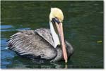 BrownPelican_LidoKey_2008Jan_08JA1591 copy