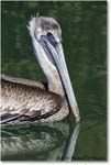 BrownPelican_LidoKey_2008Jan_08JA1754 copy