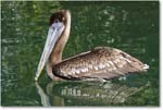 BrownPelican_LidoKey_2008Jan_08JA1793 copy
