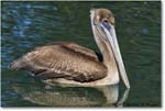 BrownPelican_LidoKey_2008Jan_08JA1822 copy