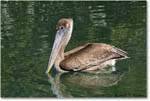 BrownPelican_LidoKey_2008Jan_08JA1827 copy