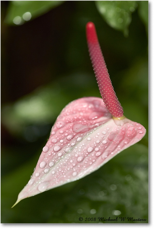 Flower_SelbyGardens_2008Jan_E0K7015 copy