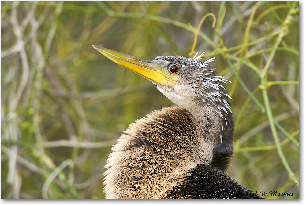 Anhinga_SharkValley_2008Jan_E0K8671 copy