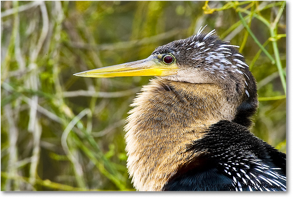 Anhinga_SharkValley_2008Jan_E0K8672 copy