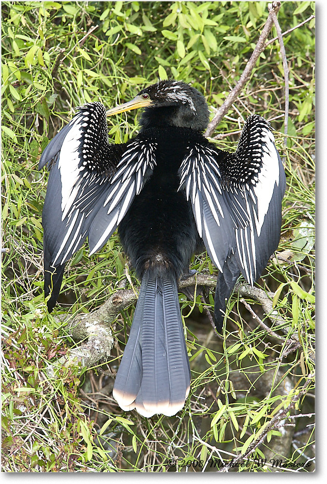 Anhinga_SharkValley_2008Jan_E0K8705 copy