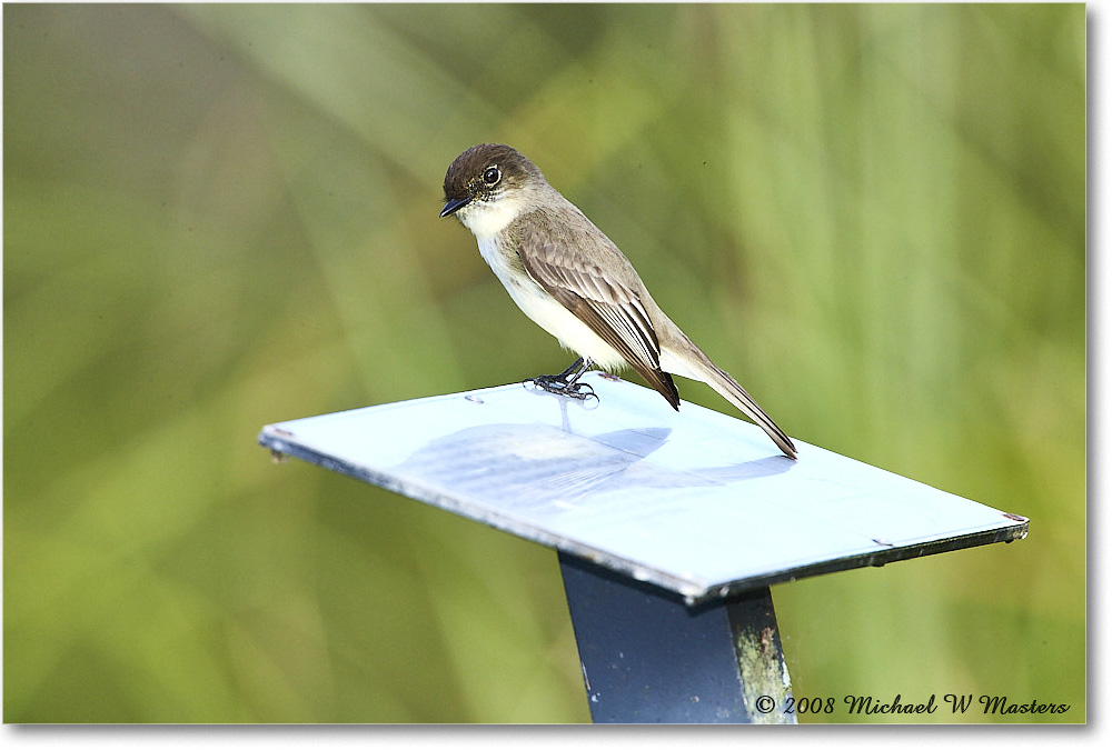 EasternPhoebe_SharkValley_2008Jan_E0K8727 copy