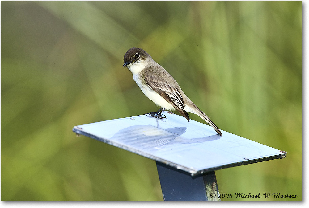 EasternPhoebe_SharkValley_2008Jan_E0K8728 copy