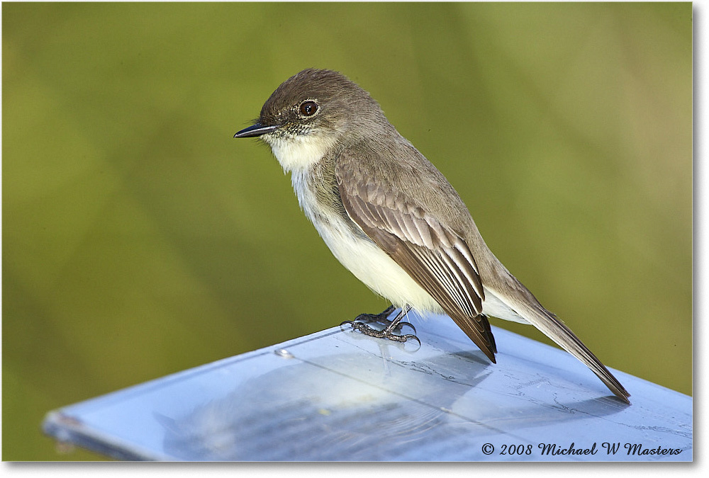 EasternPhoebe_SharkValley_2008Jan_E0K8742 copy
