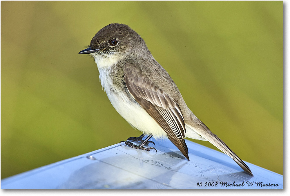 EasternPhoebe_SharkValley_2008Jan_E0K8754 copy