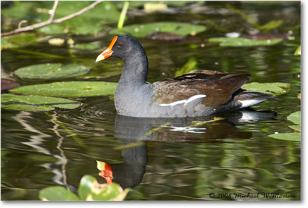 Moorhen_SharkValley_2008Jan_E0K8767 copy