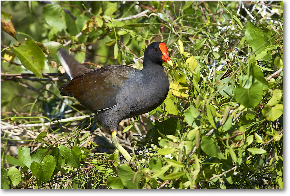 Moorhen_SharkValley_2008Jan_E0K8780 copy