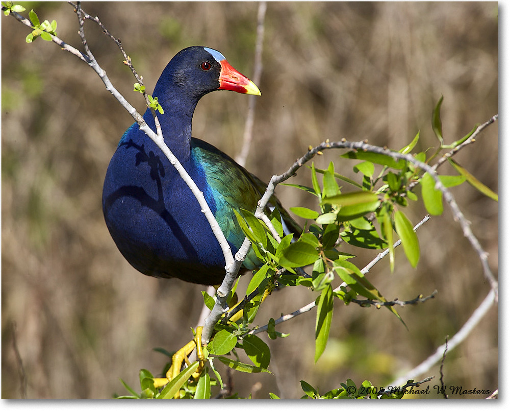 PurpleGallinule_SharkValley_2008Jan_E0K8793 copy