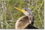Anhinga_SharkValley_2008Jan_E0K8671 copy
