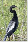 Anhinga_SharkValley_2008Jan_E0K8678 copy
