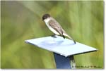 EasternPhoebe_SharkValley_2008Jan_E0K8727 copy