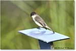 EasternPhoebe_SharkValley_2008Jan_E0K8728 copy