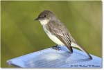 EasternPhoebe_SharkValley_2008Jan_E0K8742 copy