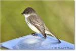 EasternPhoebe_SharkValley_2008Jan_E0K8747 copy
