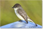 EasternPhoebe_SharkValley_2008Jan_E0K8754 copy
