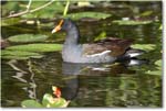 Moorhen_SharkValley_2008Jan_E0K8767 copy