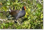 Moorhen_SharkValley_2008Jan_E0K8780 copy