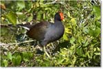 Moorhen_SharkValley_2008Jan_E0K8783 copy