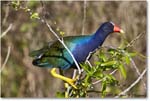 PurpleGallinule_SharkValley_2008Jan_E0K8790 copy