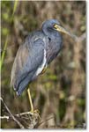 TricolorHeron_SharkValley_2008Jan_E0K8772 copy