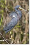 TricolorHeron_SharkValley_2008Jan_E0K8774 copy