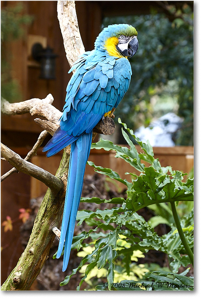BlueYellowMacaw_StAugustine_2008Jan08JA0903 copy