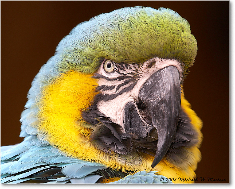 BlueYellowMacaw_StAugustine_2008Jan_E0K2737 copy