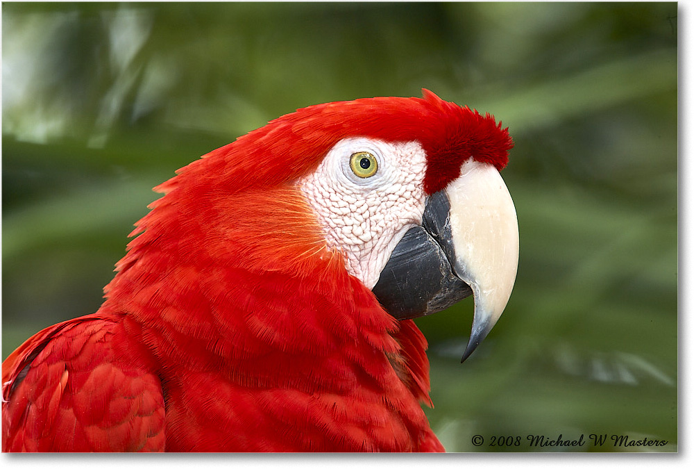 ScarletMacaw_StAugustine_2008Jan_E0K2756 copy