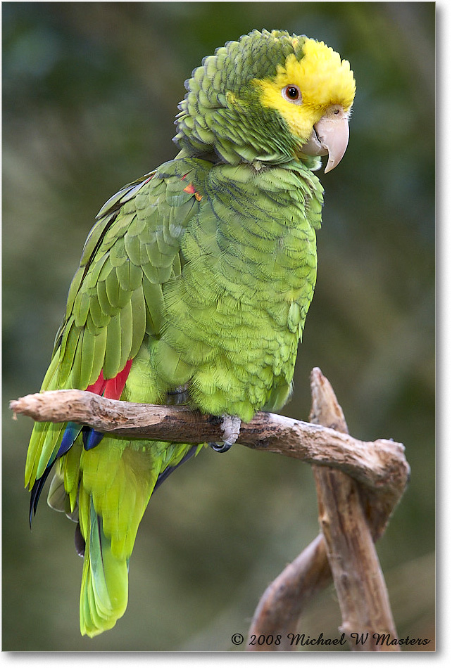 YellowheadedParrot_StAugustine_2008Jan_E0K2785 copy