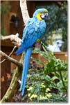 BlueYellowMacaw_StAugustine_2008Jan08JA0903 copy