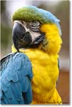 BlueYellowMacaw_StAugustine_2008Jan08JA0904 copy