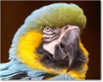 BlueYellowMacaw_StAugustine_2008Jan_E0K2737 copy