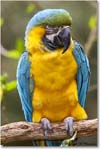 BlueYellowMacaw_StAugustine_2008Jan_E0K2749 copy